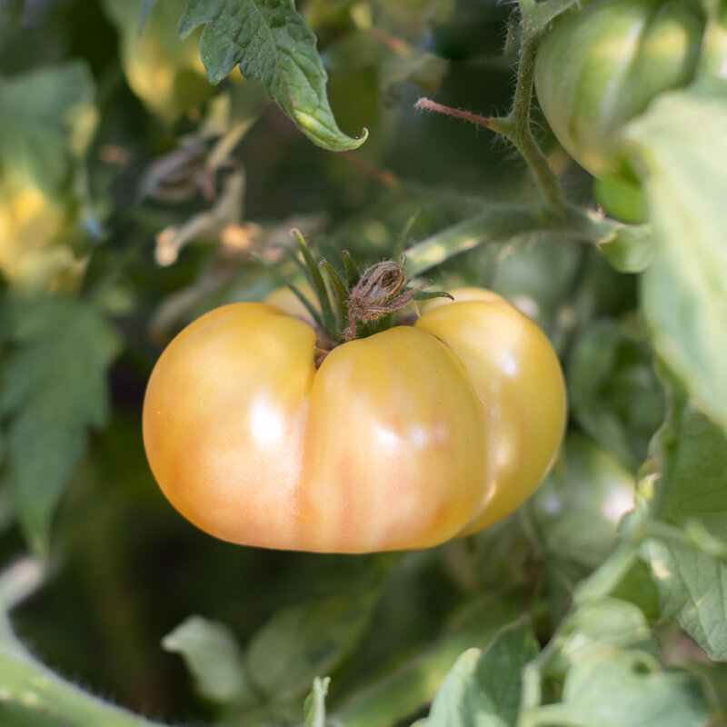 Tomatoes - Halfmoon China