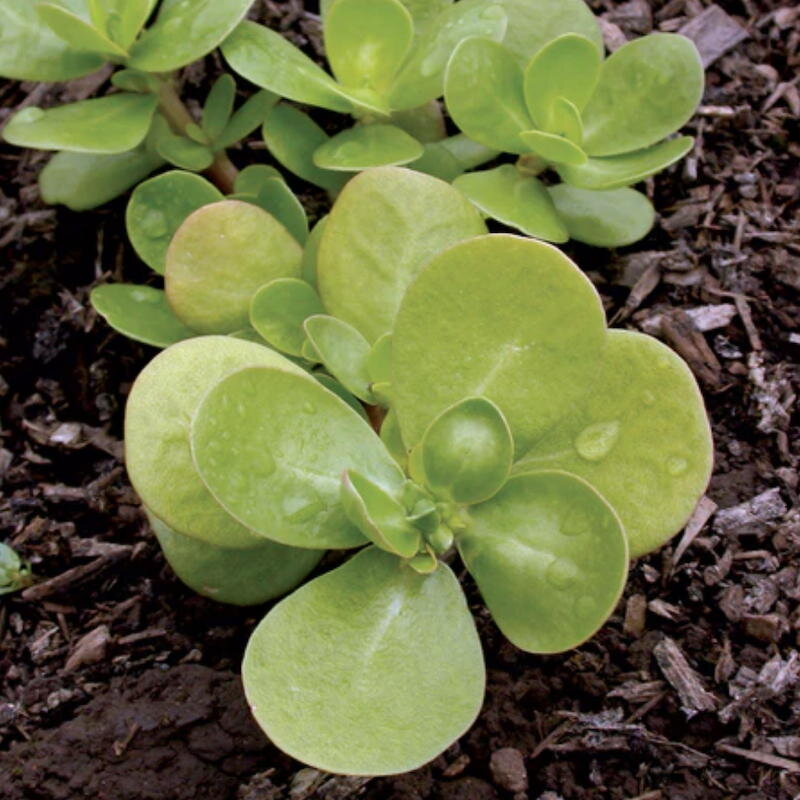 Purslane - Golden