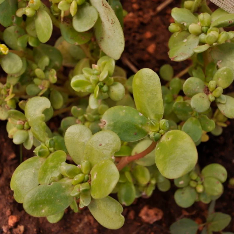 Purslane - Golden