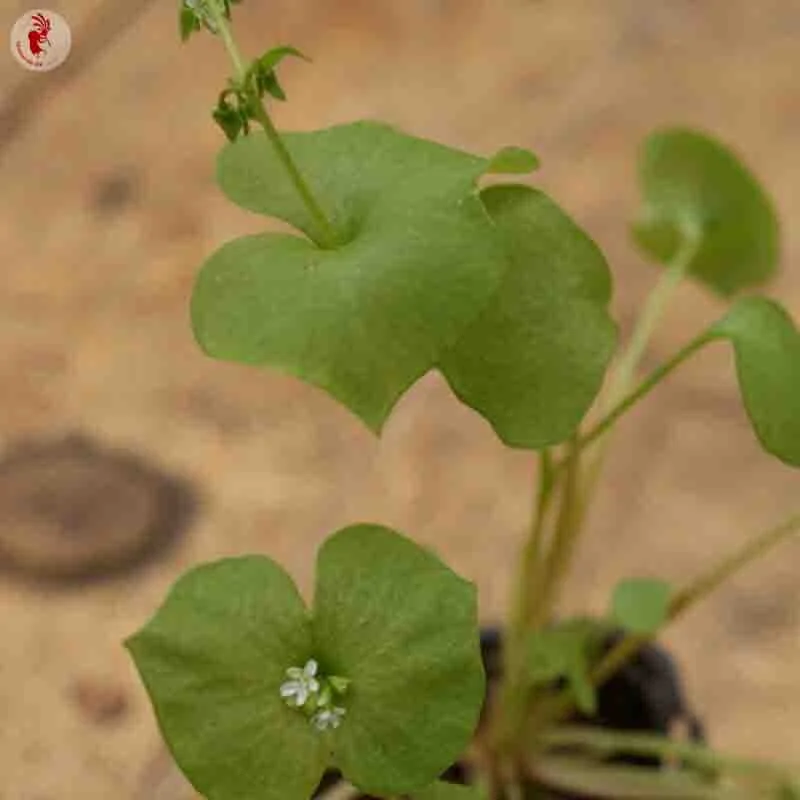 Miner’s lettuce -  Miner’s lettuce