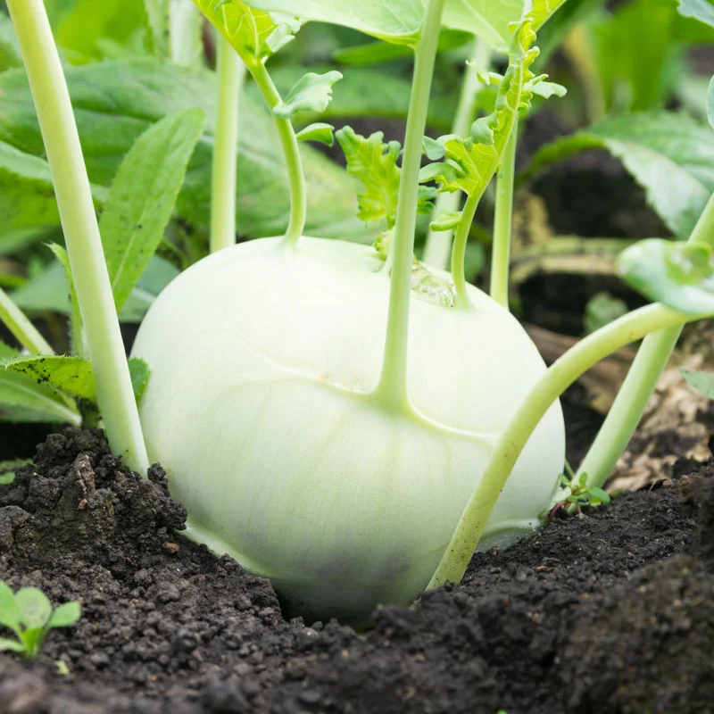 Cabbage turnip - Superschmelz