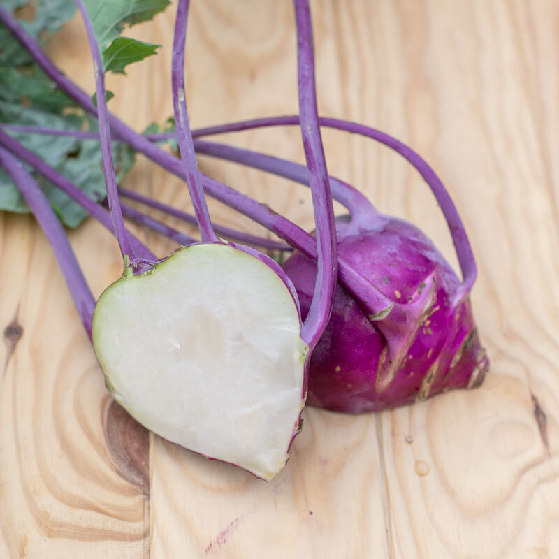 Cabbage turnip - Vienna Violet