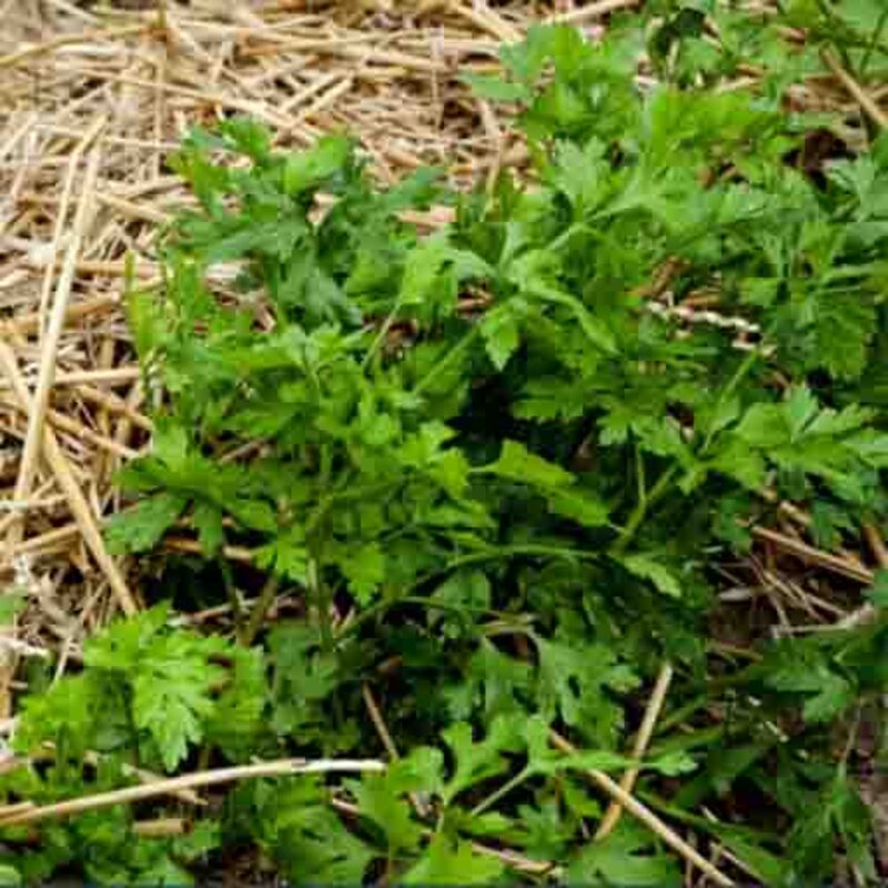 Tuberous parsley - Tuberous Parsley