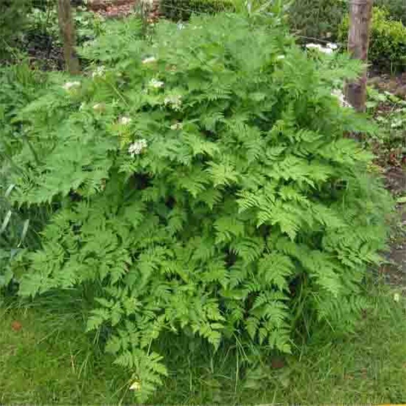 Tuberous chervil - Tuberous-rooted Chervil