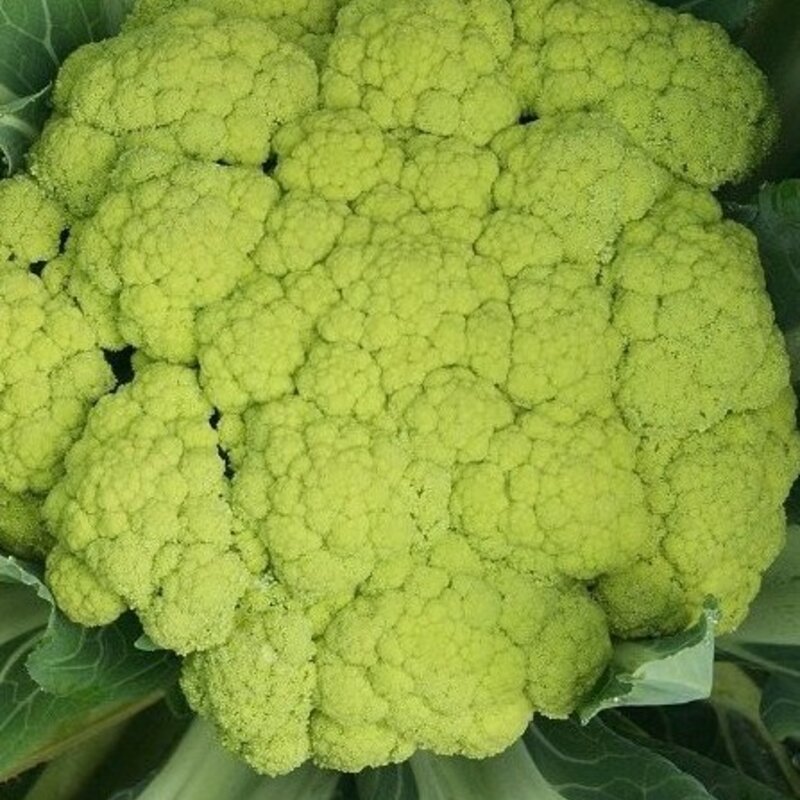 Cauliflower - Verde Di Macerata