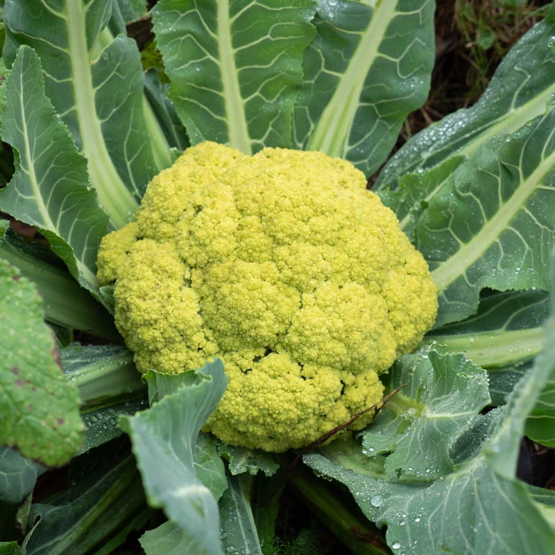 Cauliflower - Verde Di Macerata