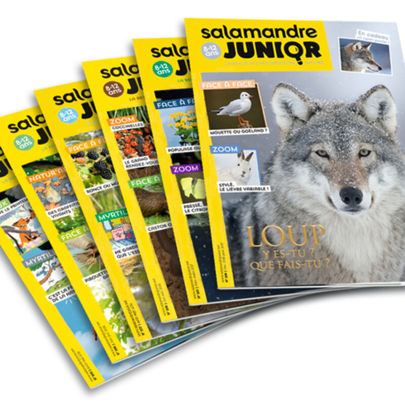 Magazine subscriptions - Subscription to Salamandre Junior magazine Subscriptions Magazine Salamandre Junior 1 year (8-12 years) 6 issues