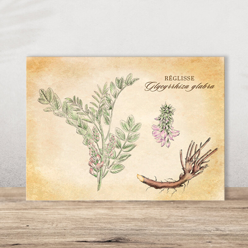 Postcards - Postcard Licorice medicinal plants