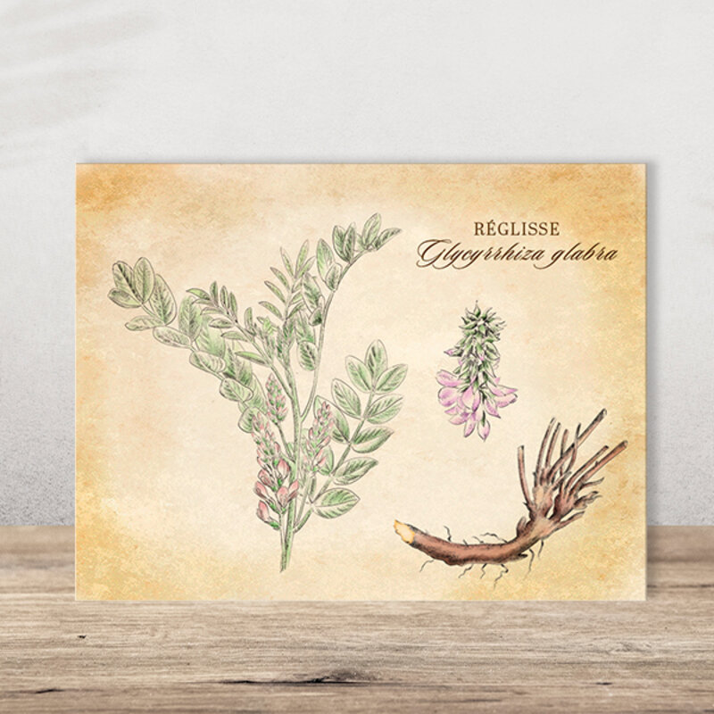 Postcards - Postcard Licorice medicinal plants