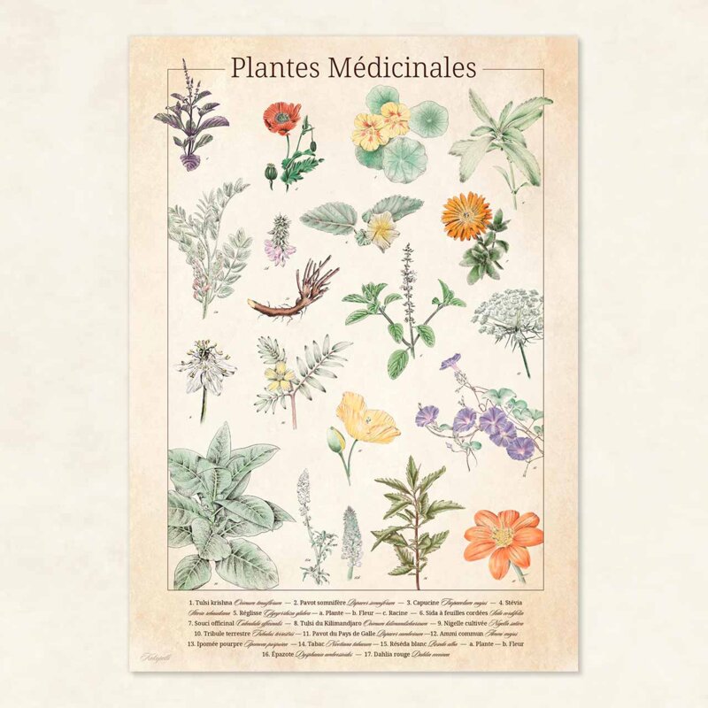 Posters - Botanical drawing - "Medicinal plants