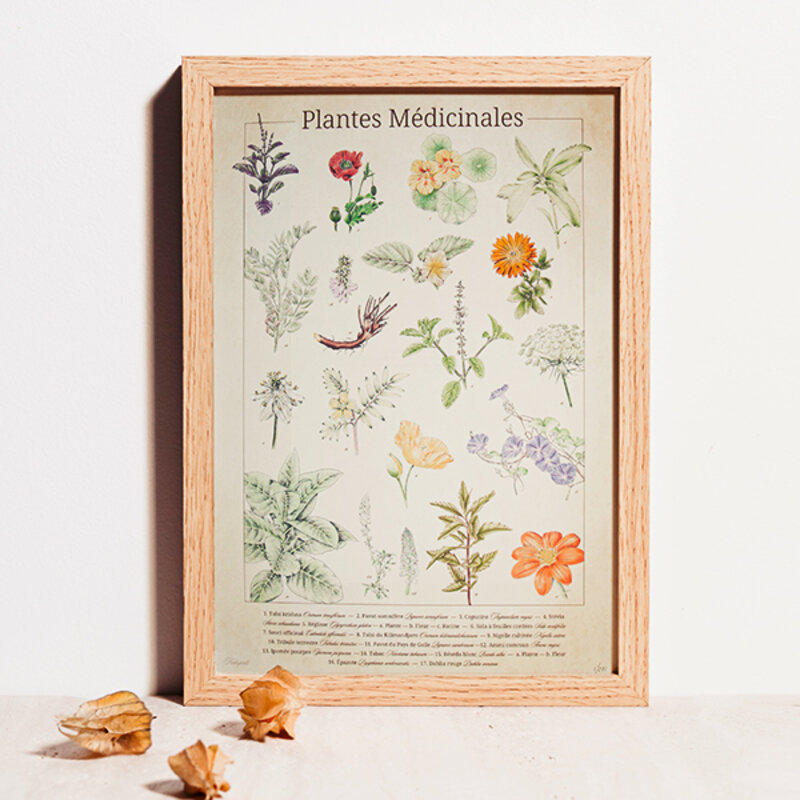 Posters - Botanical drawing - "Medicinal plants