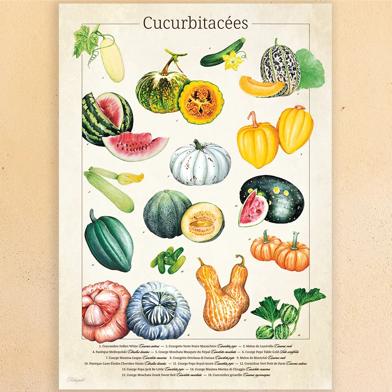 Posters - Botanical drawing - "Cucurbitaceae