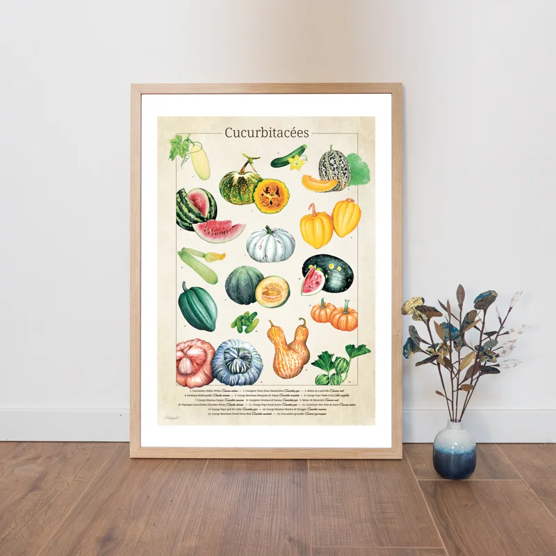 Posters - Botanical drawing - "Cucurbitaceae