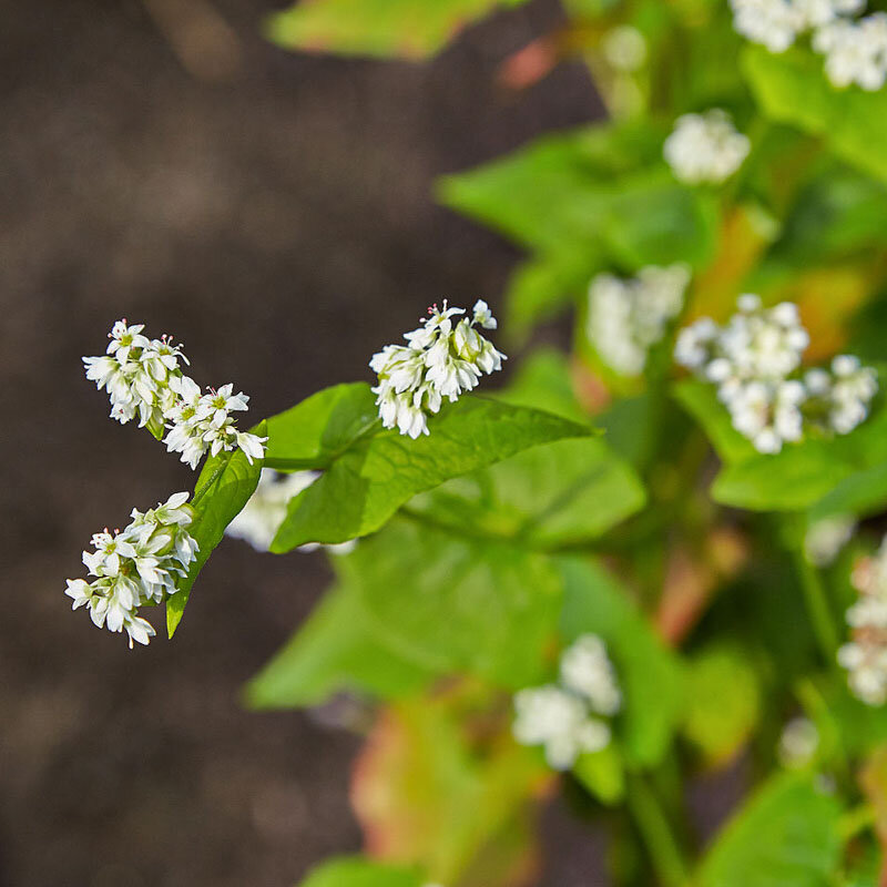 Buckwheat - Buckwheat