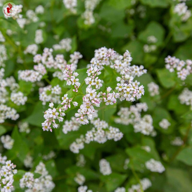 Buckwheat - Buckwheat