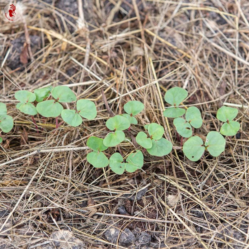 Buckwheat - Buckwheat