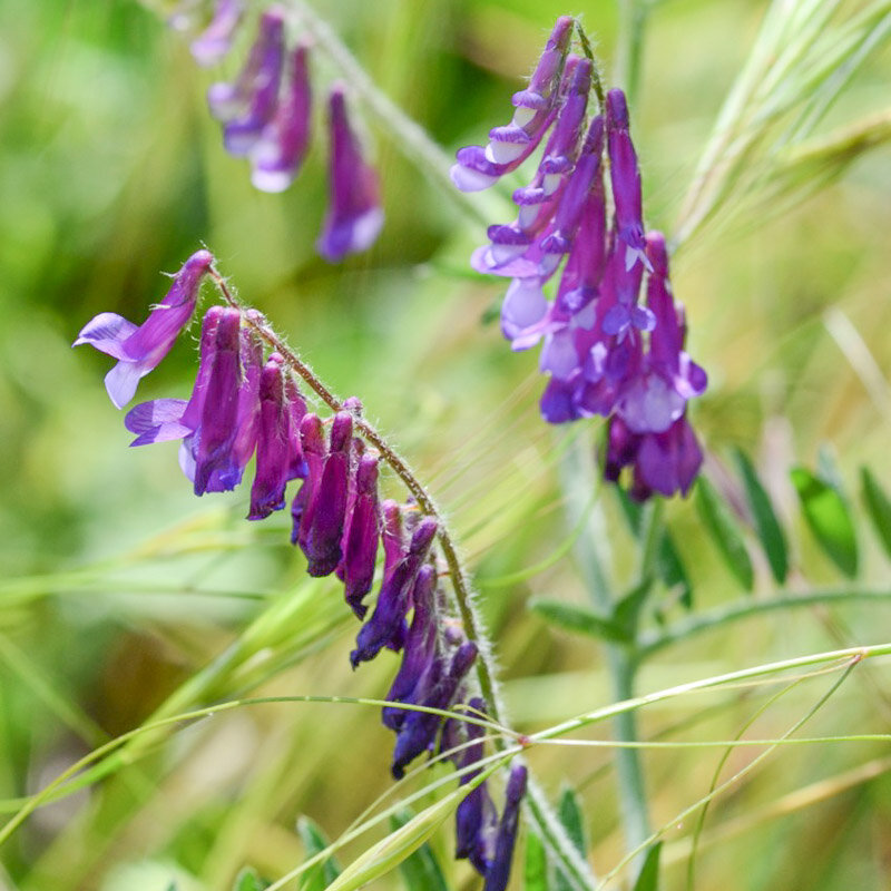 Vetch - Vicia villosa