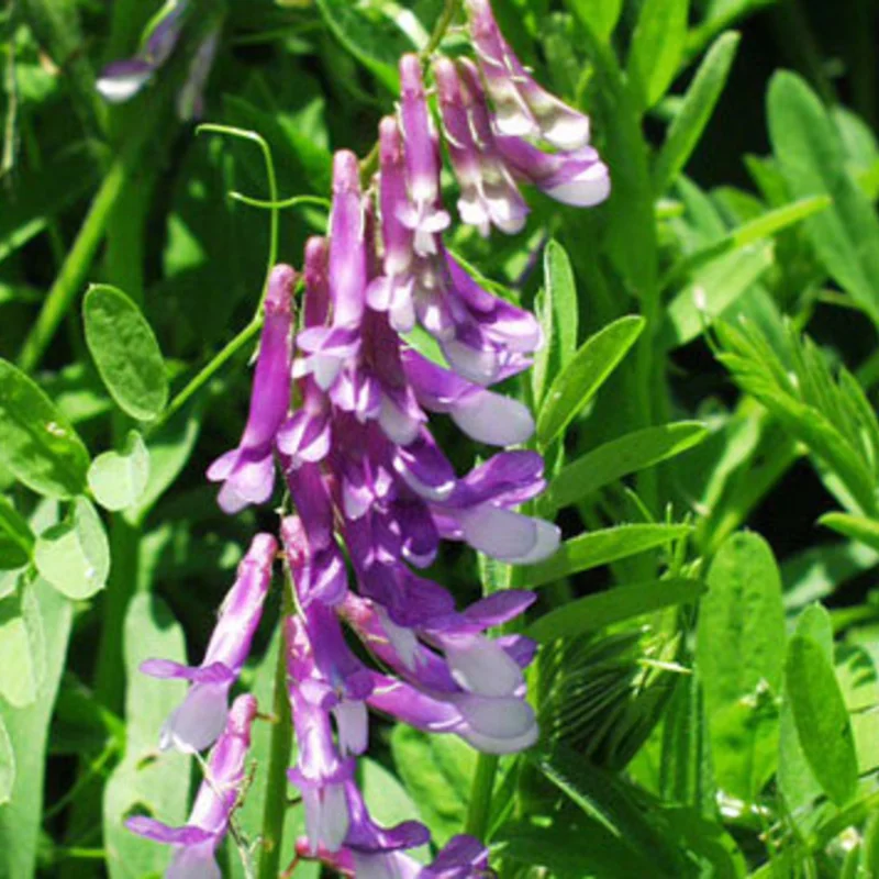 Vetch - Vicia villosa