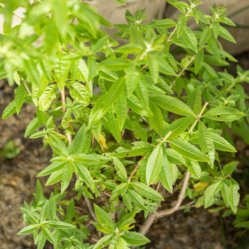 Flowers - 3 Lemon Verbena AB plants