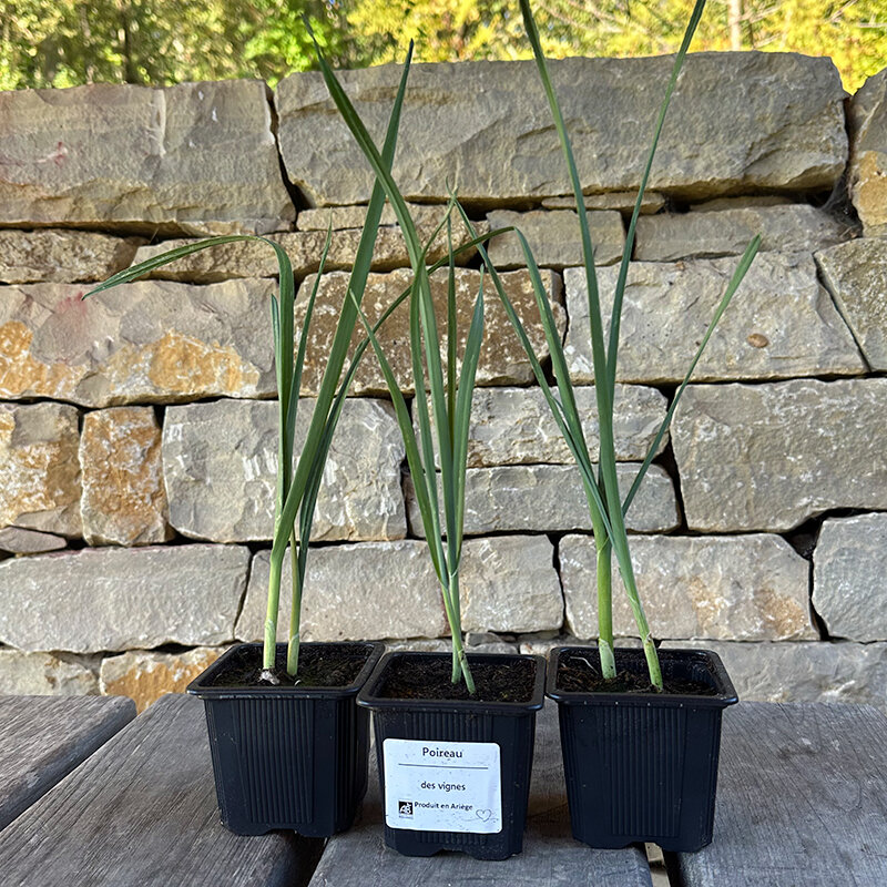 Perpetual vegetables - 6 AB leek plants - Allium polyanthum