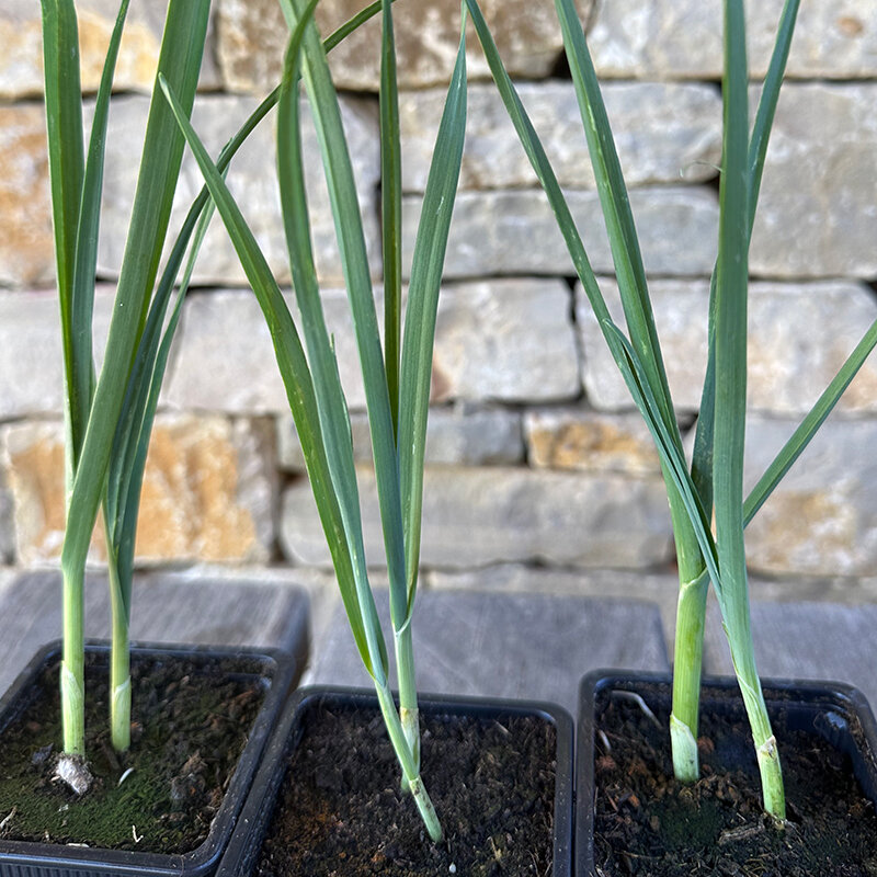 Perpetual vegetables - 6 AB leek plants - Allium polyanthum