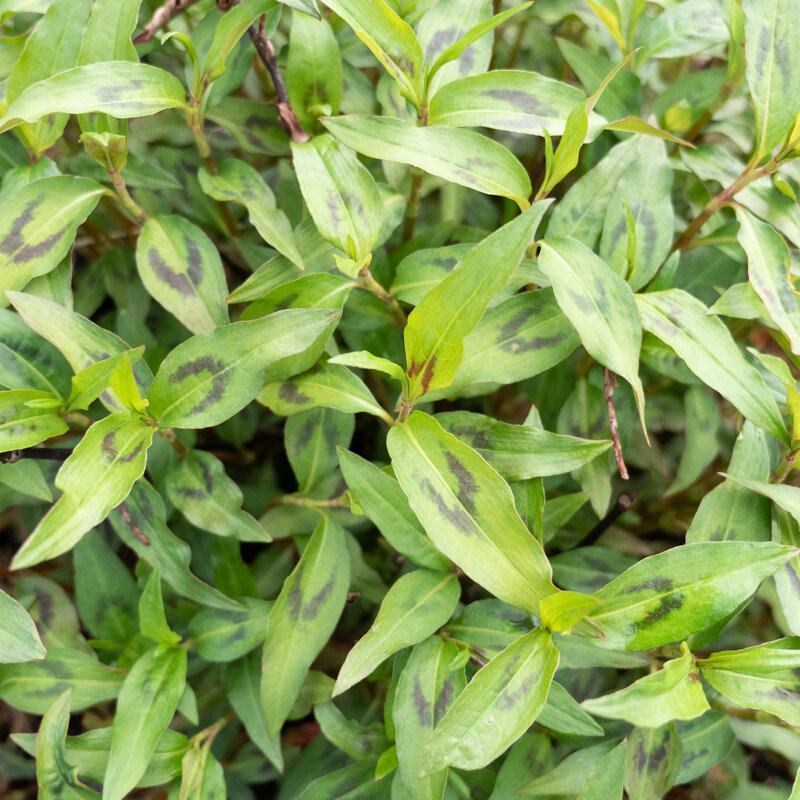 Flowers - Vietnamese coriander 2 organic plants