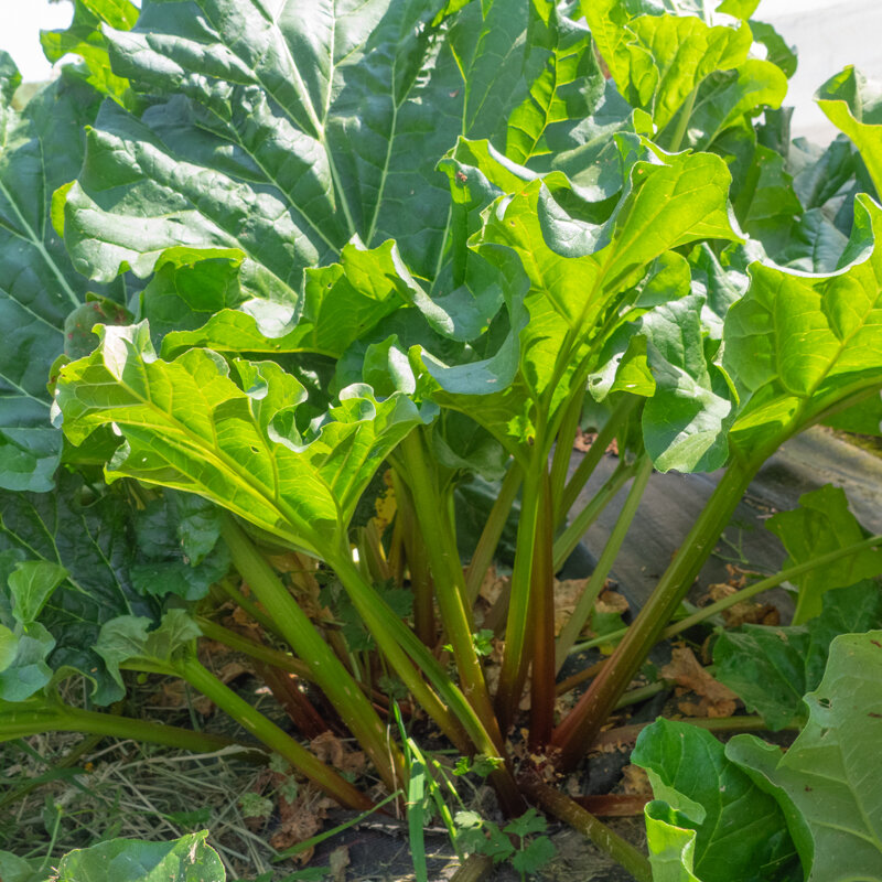Perpetual vegetables - Rhubarb Victoria 2 organic plants