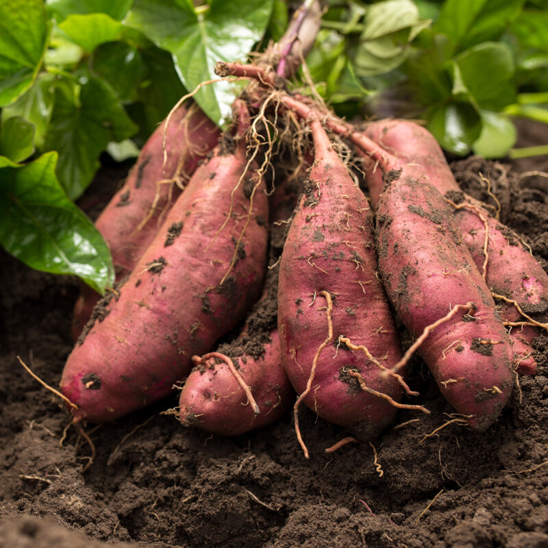 Vegetables - Sweet potato 2 organic plants