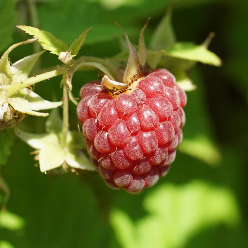 Raspberry - 3 early raspberry plants Lloyd George AB