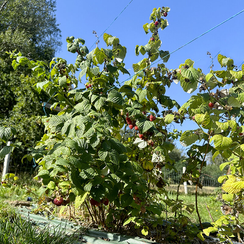 Raspberry - Framboisier Tardif "Bois Blanc" 2 organic plants