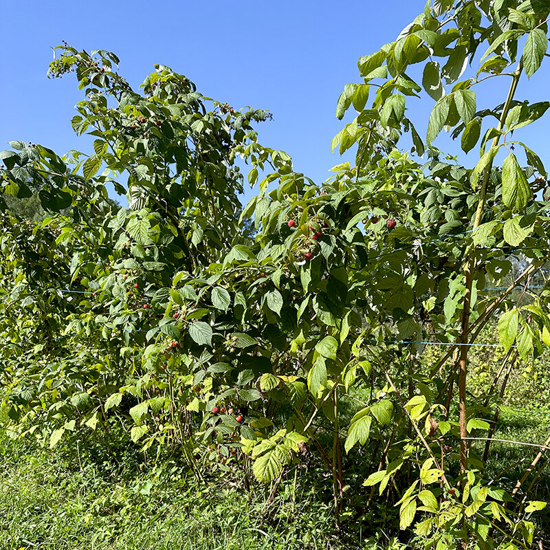 Raspberry - Framboisier Tardif "Héritage" 2 organic plants