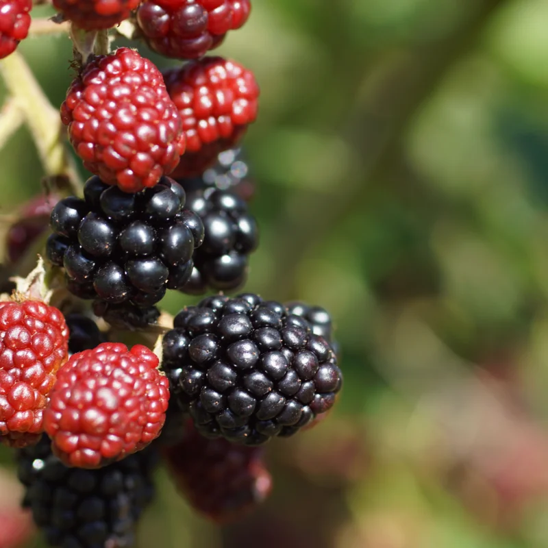 Raspberry - Thornfree" mulberry tree 2 organic plants