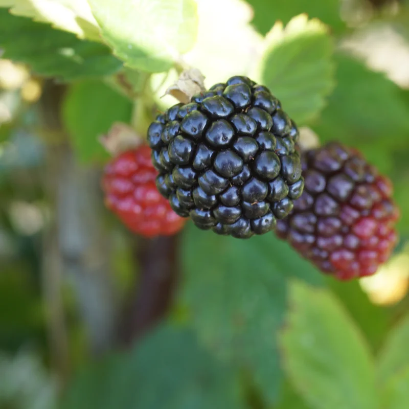 Raspberry - Lochness" spiny mulberry 2 organic plants