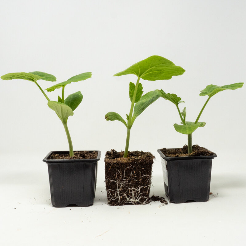 Vegetables - 3 plants Assorted squash AB