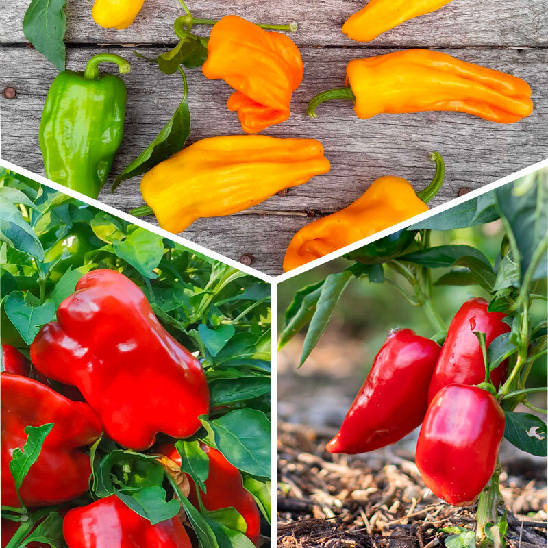Vegetables - 3 plants Assorted peppers AB