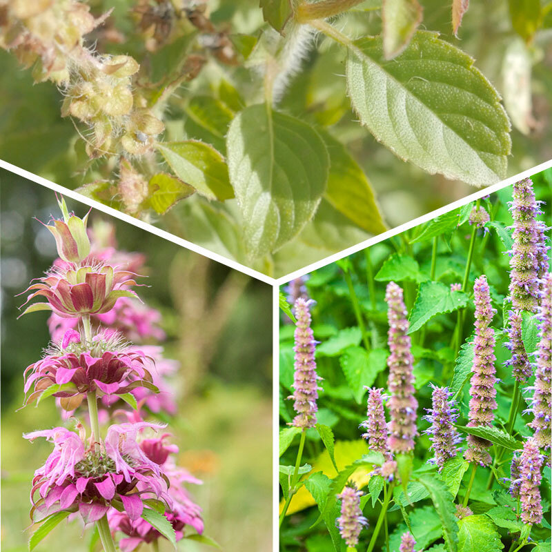 Flowers - 3 plants Assortment for AB herbal teas