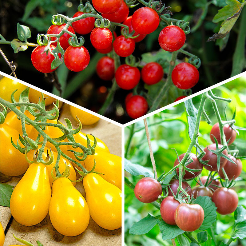 Tomatoes - 3 cherry tomato plants in AB color mix
