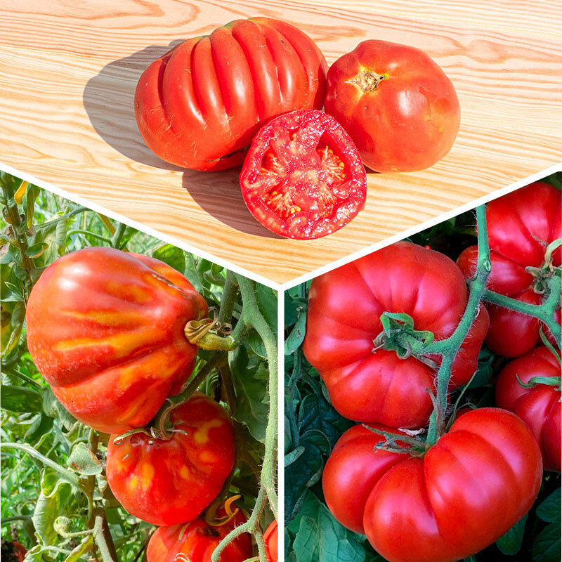 Tomatoes - 3 plants Assorted Old Varieties Tomatoes AB