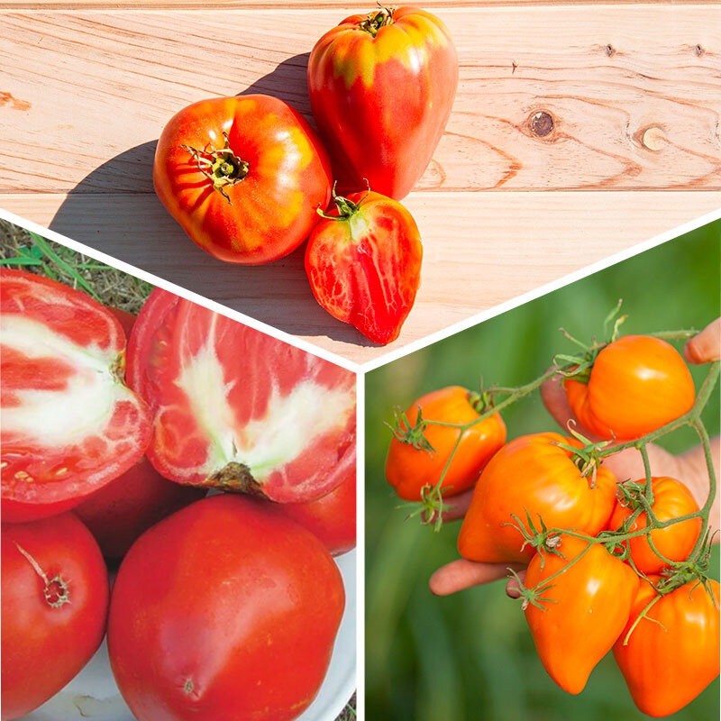 Tomatoes - 3 plants Assorted Beef Heart Tomatoes AB