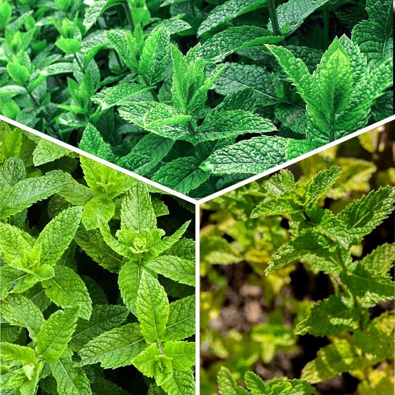 Flowers - 3 mint plants - green, peppermint and Moroccan mint AB