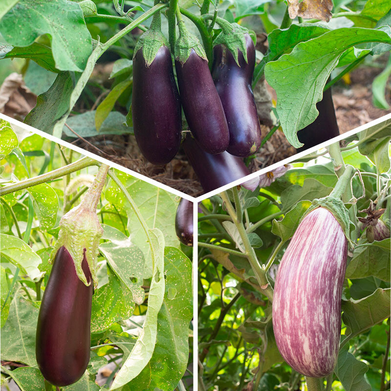 Vegetables - Organic eggplant trio 3 plants