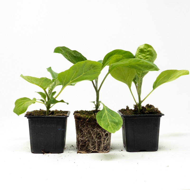 Vegetables - Organic eggplant trio 3 plants