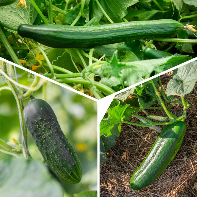 Vegetables - Organic cucumber trio 3 plants