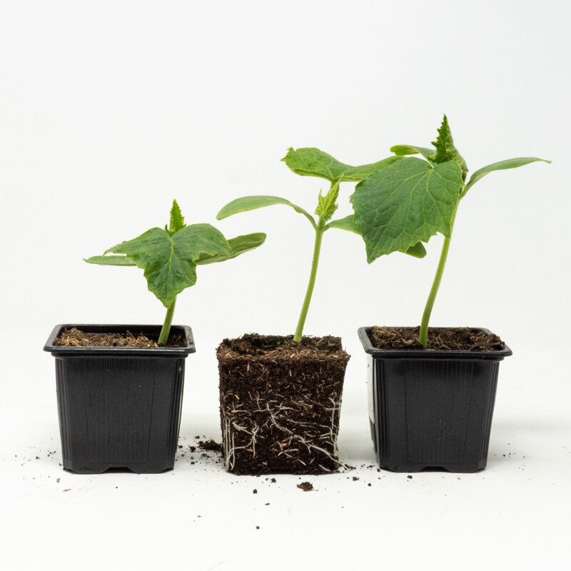 Vegetables - Organic cucumber trio 3 plants