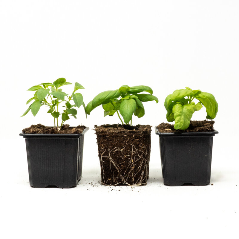 Flowers - Organic basil trio 3 plants