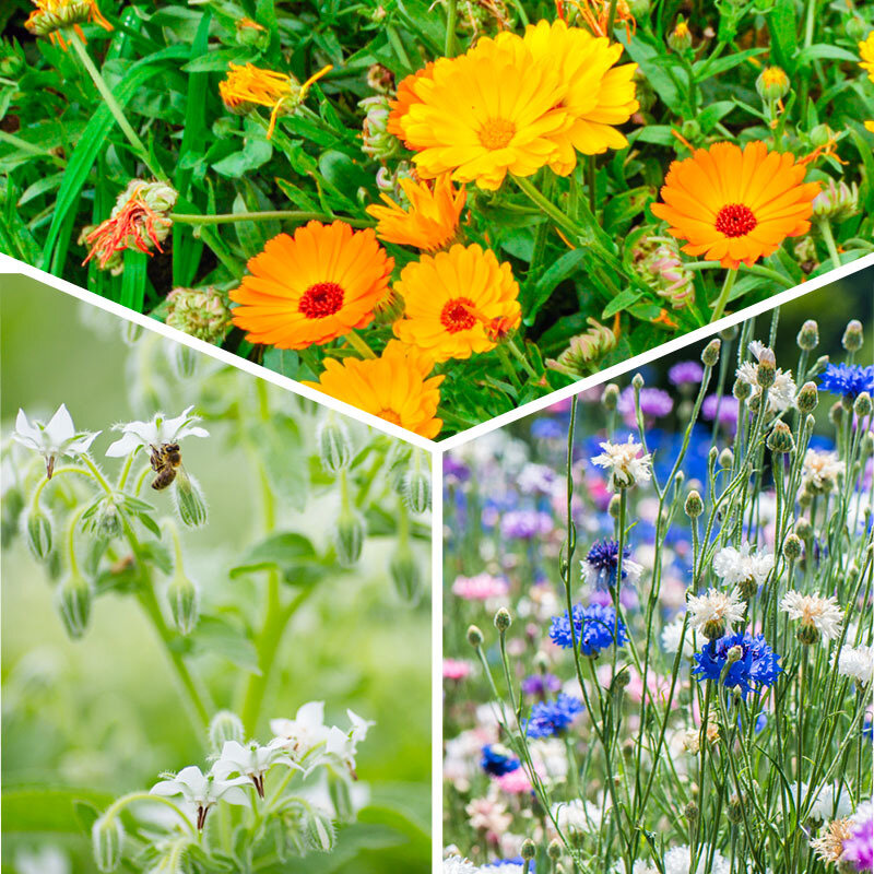 Flowers - Edible flower trio 3 organic plants