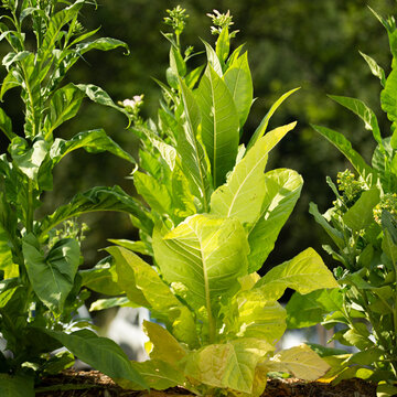 Graines BIO TABAC Virginia Bright Leaf - KOKOPELLI