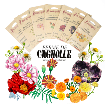 Cagnolle flowers