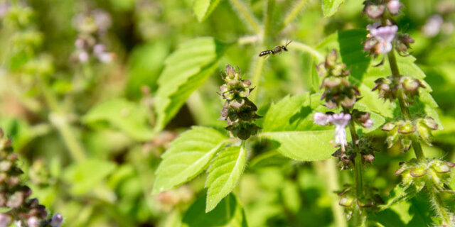 Basil and Tulsis Sacred Temperate Tulsi Association Kokopelli