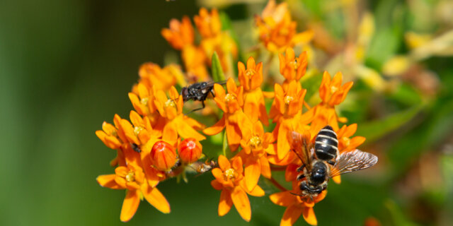 Heirloom Asclepias tuberosa Asclepias Organic Seeds
